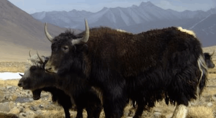 HOW TO GET DOWN FROM A YAK: Adventures in Central Asian Nomadic Textiles